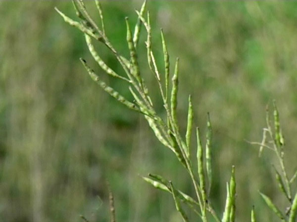 Though, mustard plants are resistant to diseases when compared to other agricultural produce, yet it is not completely invincible.